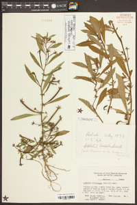 Ludwigia leptocarpa image