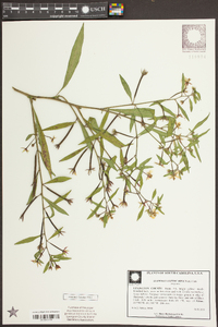 Ludwigia leptocarpa image