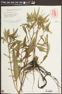 Ludwigia leptocarpa image