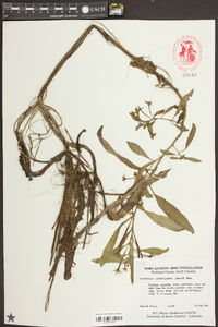 Ludwigia leptocarpa image