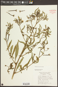 Ludwigia leptocarpa image