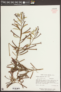 Ludwigia leptocarpa image