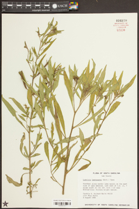 Ludwigia leptocarpa image