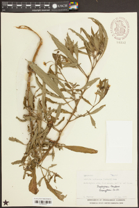 Ludwigia leptocarpa image