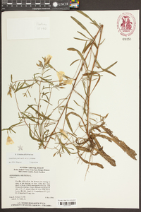 Oenothera fruticosa subsp. fruticosa image