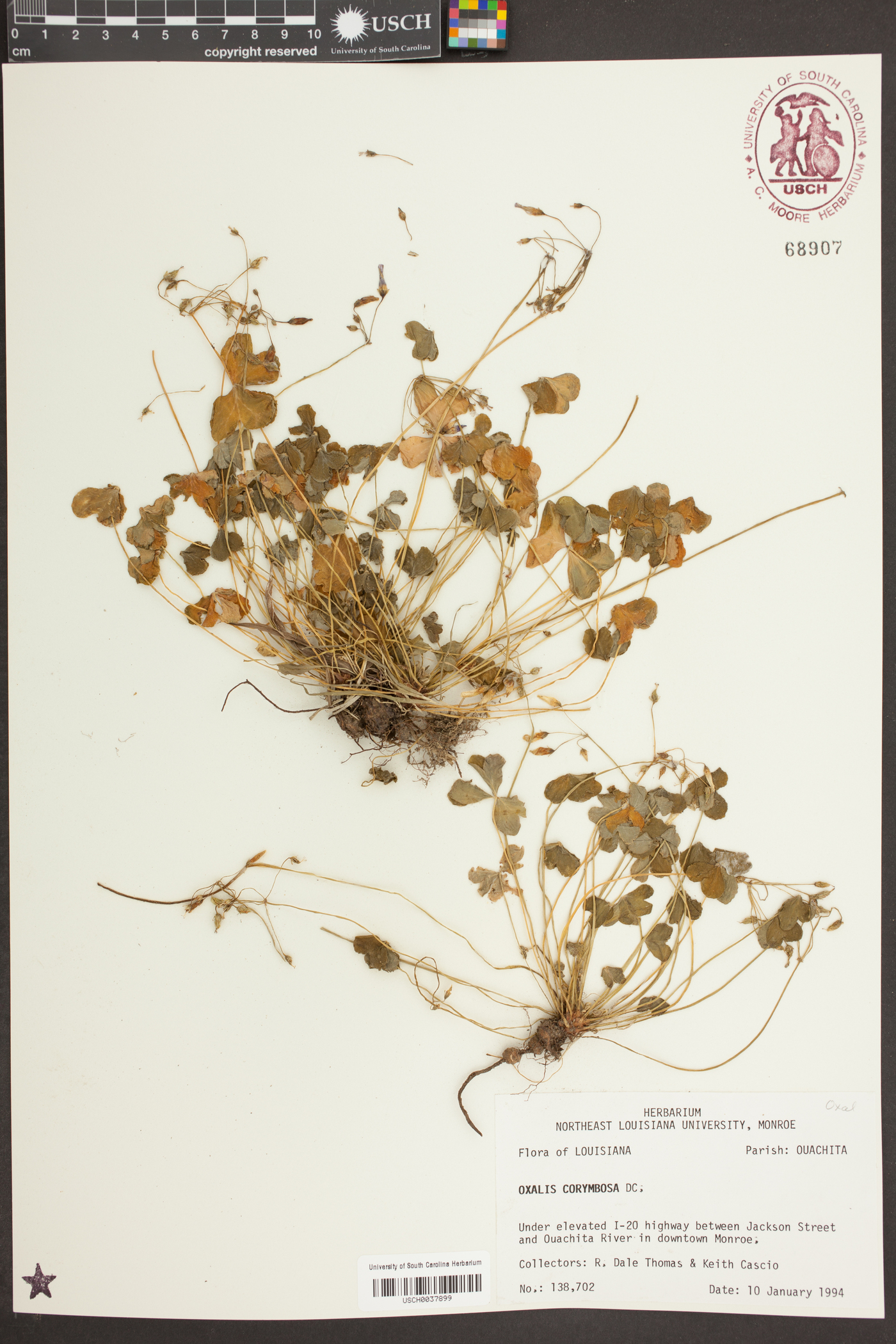 Oxalis corymbosa image
