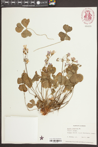 Oxalis debilis image