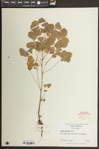 Oxalis grandis image