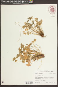 Oxalis rubra image