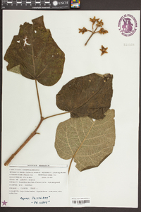 Paulownia tomentosa image