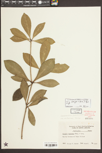 Ternstroemia gymnanthera image