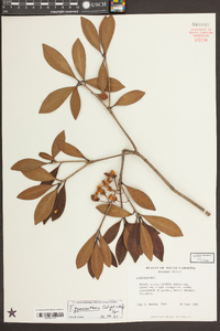 Ternstroemia gymnanthera image