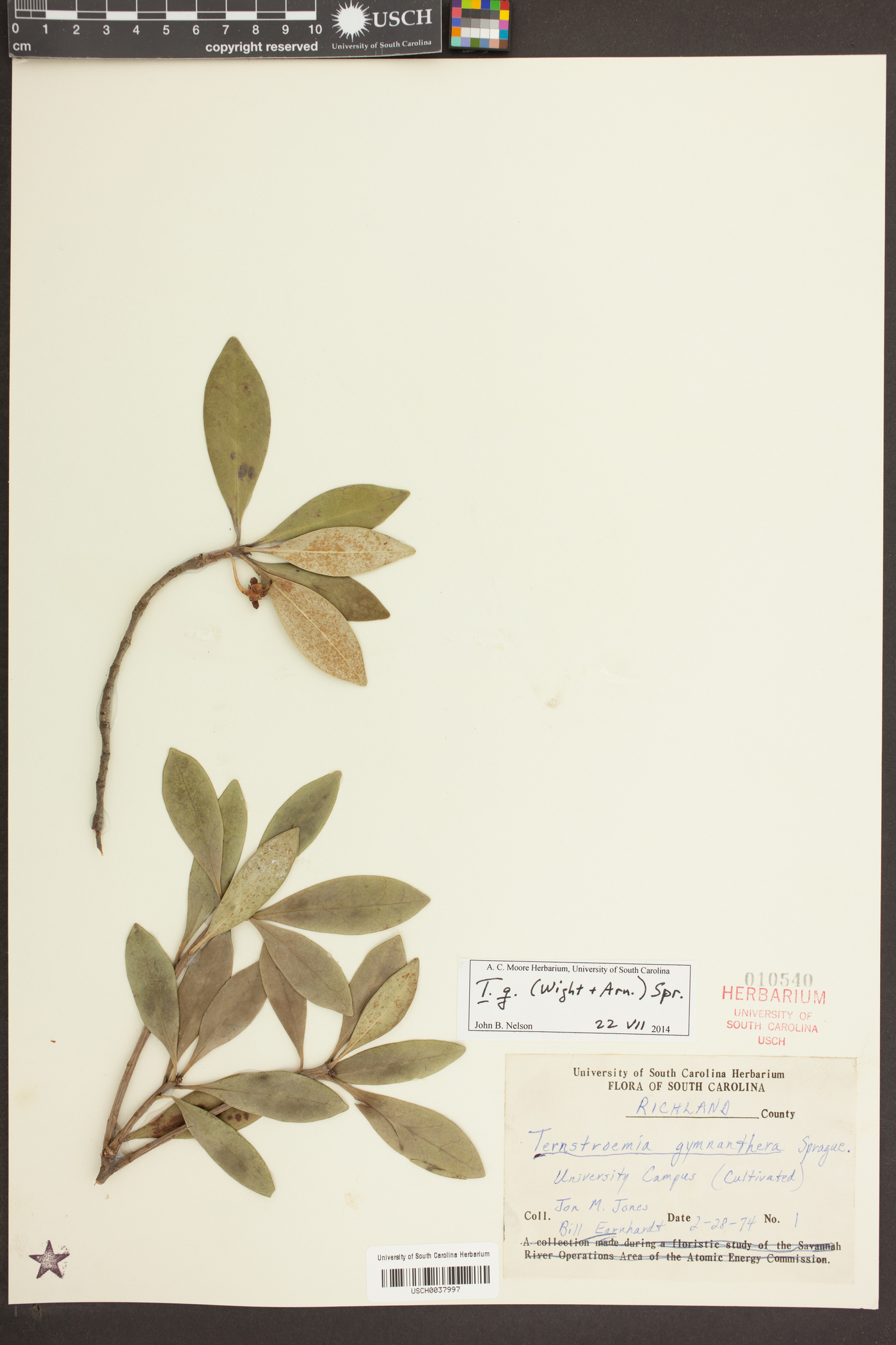 Ternstroemia gymnanthera image