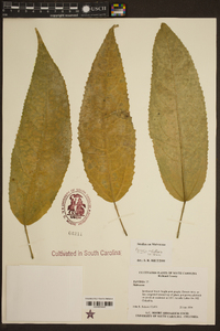 Pavonia multiflora image