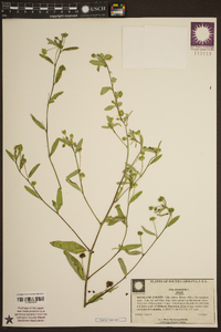 Sida rhombifolia image