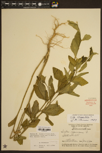 Sida rhombifolia image