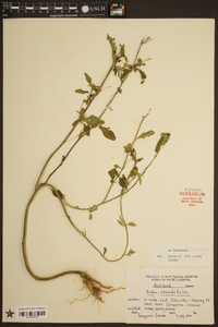 Sida rhombifolia image