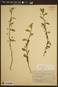 Sida rhombifolia image