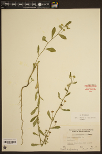 Sida rhombifolia image