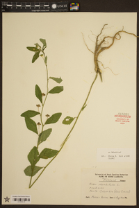 Sida rhombifolia image