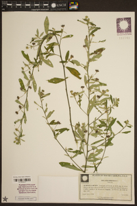 Sida rhombifolia image