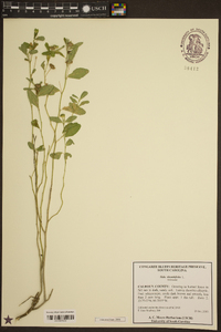 Sida rhombifolia image