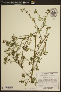 Sida rhombifolia image