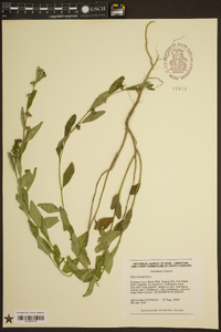 Sida rhombifolia image