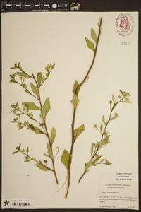 Sida rhombifolia image