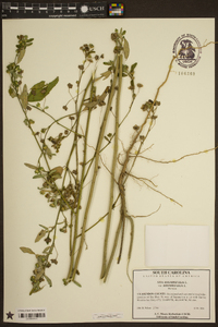 Sida rhombifolia var. rhombifolia image