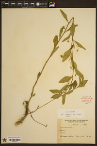 Sida rhombifolia image