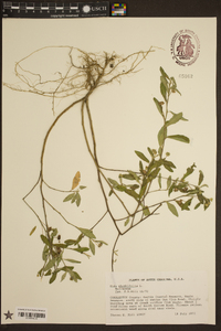 Sida rhombifolia image