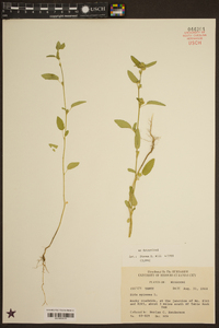 Sida spinosa image