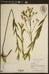 Rhexia alifanus image