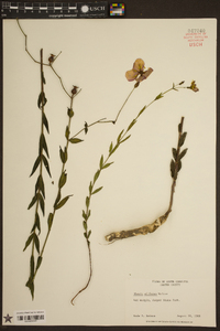 Rhexia alifanus image