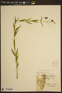 Rhexia alifanus image