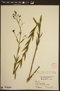 Rhexia alifanus image