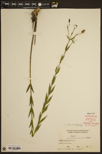 Rhexia alifanus image