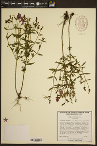 Rhexia cubensis image