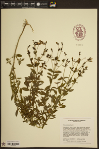 Rhexia lutea image