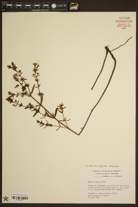 Rhexia lutea image