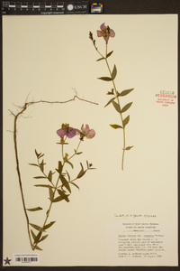 Rhexia mariana var. purpurea image