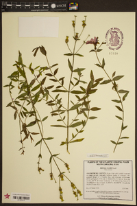 Rhexia nashii image