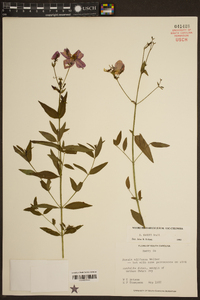 Rhexia nashii image