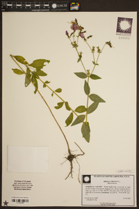 Rhexia virginica image