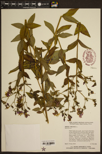 Rhexia virginica image