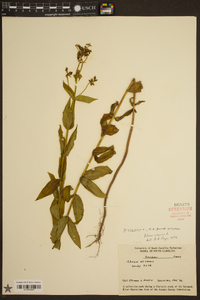 Rhexia virginica image