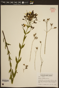 Rhexia alifanus image