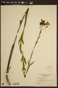 Rhexia alifanus image