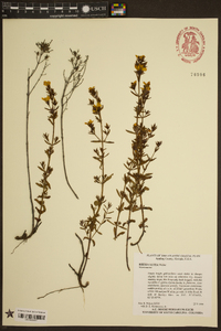 Rhexia lutea image